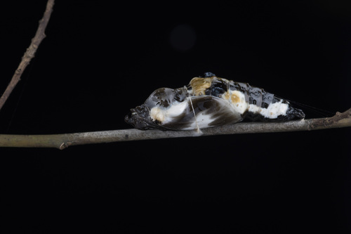 White-streaked Jezebel