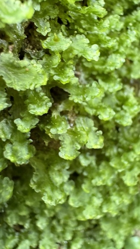 chrupka drobná (Blasia pusilla)