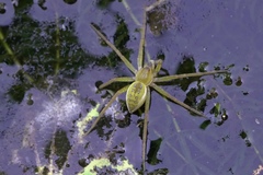 Dolomedes facetus