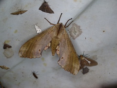 Marumba sperchius
