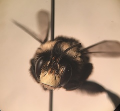 Anthophora bomboides