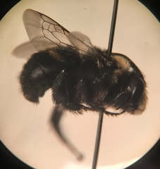 Anthophora bomboides