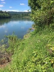 Anthophora bomboides