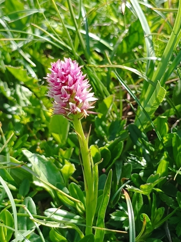 Image of Gymnadenia stiriaca by (c) Manfred Kolbacher, some rights reserved (CC BY)