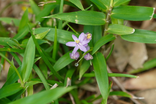 Liriope minor, photograph 6