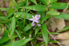 Liriope minor, photograph (c) WATANABE Hitoshi 渡辺仁, some rights reserved (CC BY)