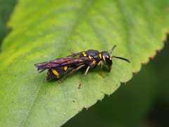 Apodynerus formosensis