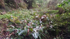 Phytolacca japonica