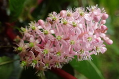 Phytolacca japonica