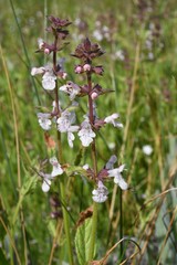 Stachys rigida rigida