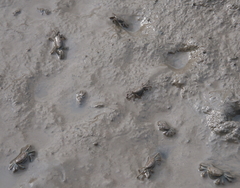 Macrophthalmus setosus