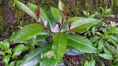 Phytolacca japonica