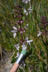 Stachys rigida rigida