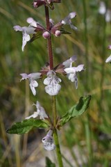 Stachys rigida rigida