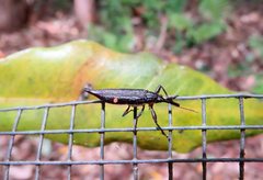 Rhinotia bidentata