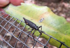 Rhinotia bidentata