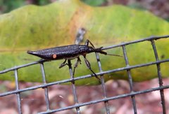 Rhinotia bidentata