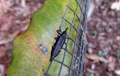 Rhinotia bidentata