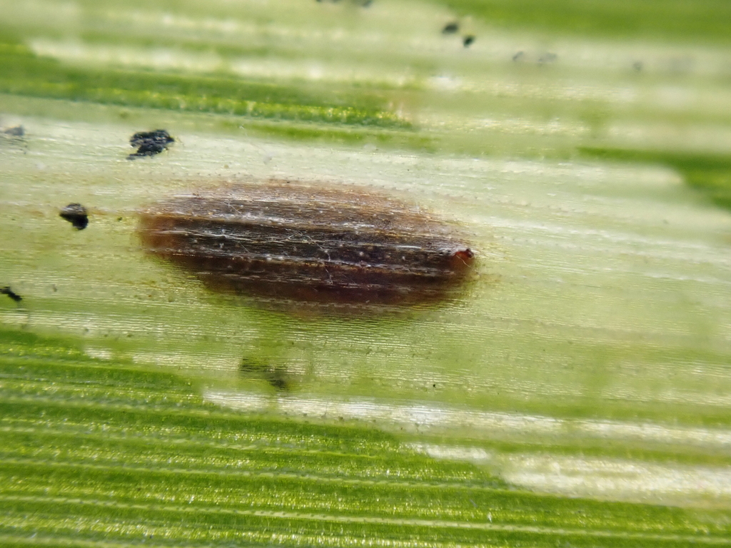 Phytomyza nigra