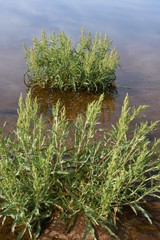 Rumex triangulivalvis