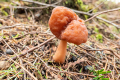 Gyromitra esculenta