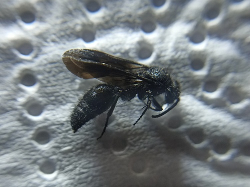 Dasylabris lugubris