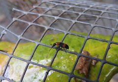 Dicranolaius bellulus