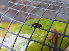 Dicranolaius bellulus