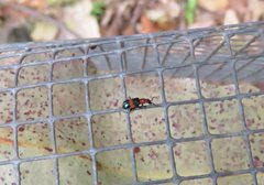 Dicranolaius bellulus