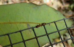 Colobopsis macrocephala