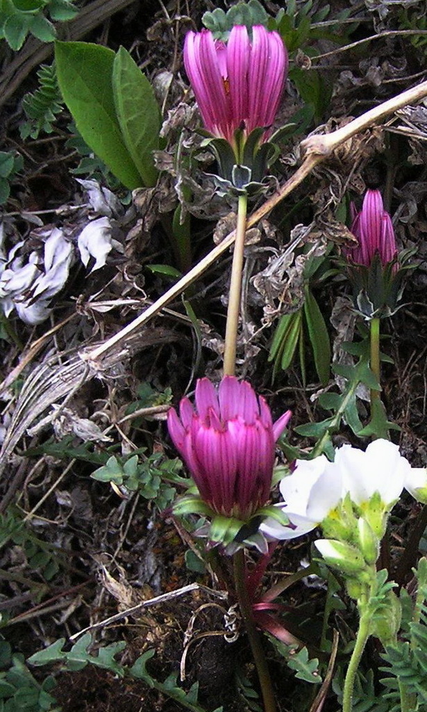 Taraxacum neokamtschaticum