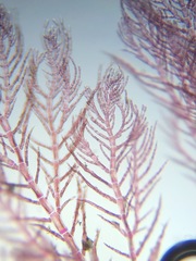 Antithamnionella pacifica