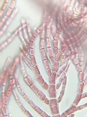 Antithamnionella pacifica