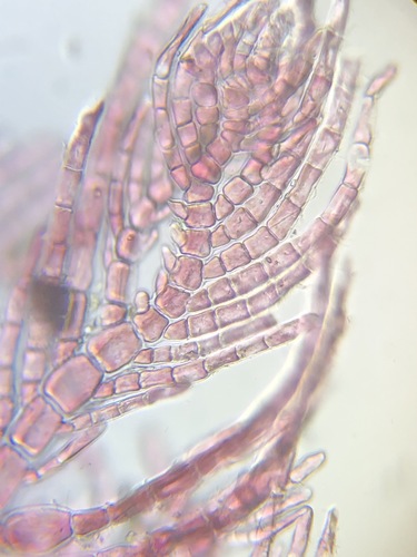 Antithamnionella pacifica
