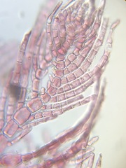 Antithamnionella pacifica