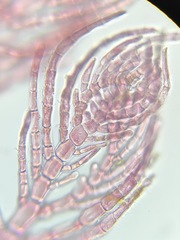 Antithamnionella pacifica