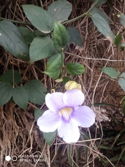 Thunbergia