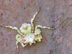 Stephanopis carcinoides