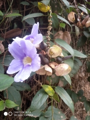 Thunbergia