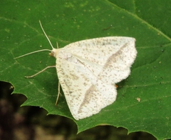 Lychnosea intermicata