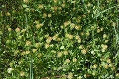 Trifolium cyathiferum