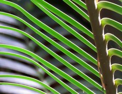 Lepidozamia peroffskyana