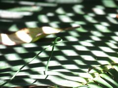 Lepidozamia peroffskyana