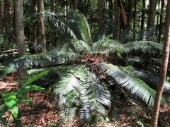 Lepidozamia peroffskyana