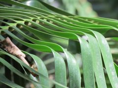 Lepidozamia peroffskyana