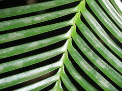 Lepidozamia peroffskyana