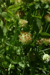 Trifolium cyathiferum