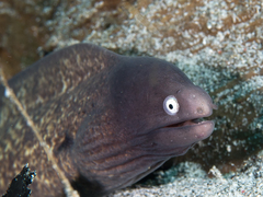Slender Moray photo 2