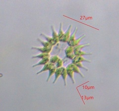 Pseudopediastrum boryanum longicorne