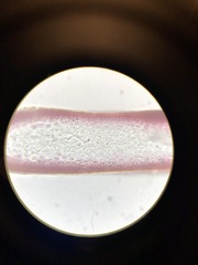 Sarcodiotheca furcata